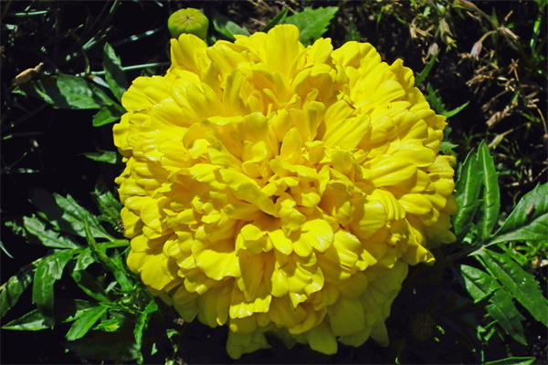 春天有些什么植物開放(春天哪些植物會(huì)開放) 春天有些什么植物開放(春天哪些植物會(huì)開放)